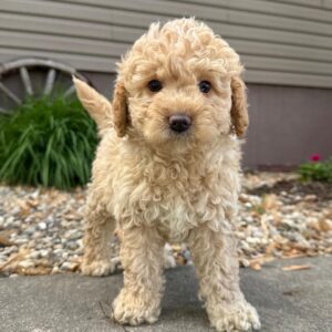 Obie